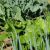Group logo of Biodynamic gardening group - Brisbane